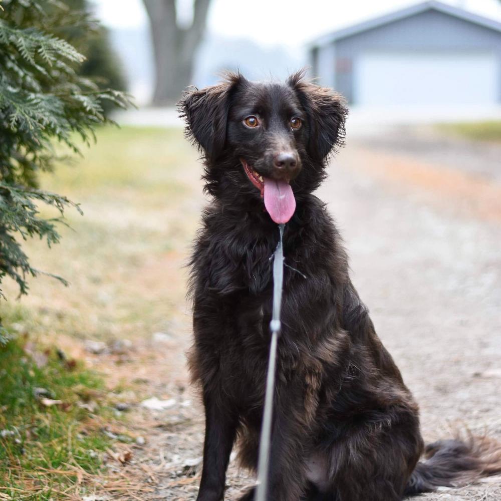 Sturdy Safety Dog Leash - Strong, Durable, and Comfortable