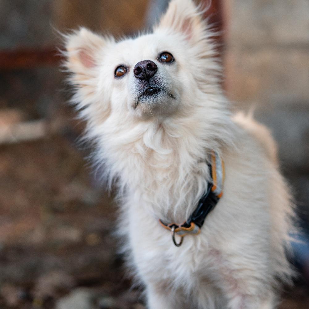 Personalized Breathable Dog Collar with Engraved Name Tag for Small, Medium, and Large Breeds