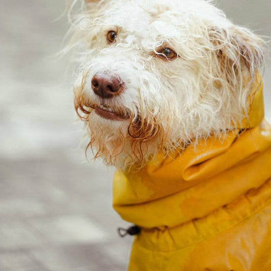 Designer Dog Raincoats: Tailored to Perfection