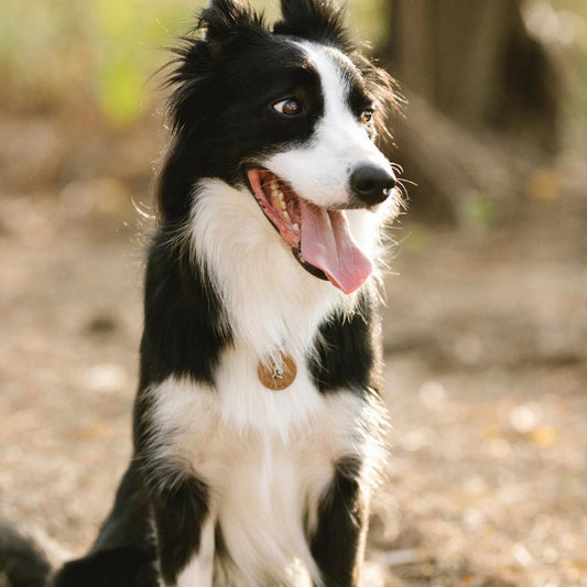 Durable Leather Dog Tags | Custom Engraved for Your Furry Friend