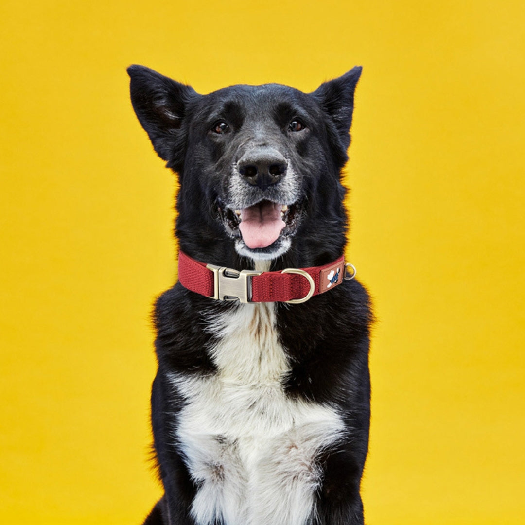 Personalized Breathable Dog Collar with Engraved Name Tag for Small, Medium, and Large Breeds